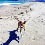 Un Pitsky de pelage bicolore court dans le sable et porte un collier autour de son cou.