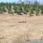 Un Pitsky au pelage brun est debout, il renifle le sol et porte un harnais bleu.