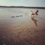 Un pitsky à pelage bicolore court dans l’eau et semble jouer , avec un collier autour du cou.