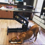 Un Pitsky au pelage bicolore s’étire sur un sol en bois et porte un collier autour du cou.