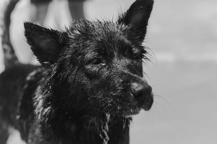 Un Pitsky au pelage mouillé à la plage