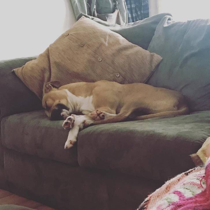 Un Pitsky au pelage bicolore allongé sur un canapé, qui semble dormir.