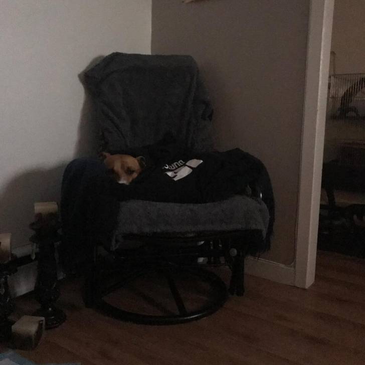 Un Pitsky de pelage kaki allongé sur une chaise en regardant la caméra
