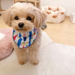 Un Pomapoo bicolore, aux oreilles tombantes, qui se tient debout et porte un bandana bleu autour du cou.