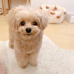  Un Pomapoo de pelage bicolore aux oreilles tombantes, debout et qui regarde la caméra.