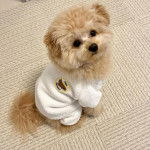 Un Pomapoo à pelage bicolore, assis et vêtu d’un habit blanc, fixe la caméra.