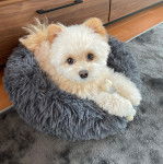 Un Pomapoo au pelage bicolore allongé dans sa couchette et tenant un os dans ses pattes