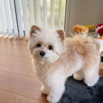 Un Pomapoo debout sur un sol en bois, qui regarde la caméra.