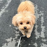 Un Pomapoo à poil bicolore, debout sur du goudron et attaché à une laisse.