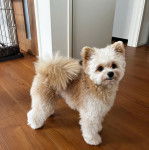 Un Pomapoo bicolore aux oreilles dressées se tient debout sur un sol en bois et regarde la caméra.