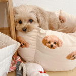 Un Pomapoo au pelage bicolore, aux oreilles tombantes allongé pose sa tête sur un oreiller et fixe la caméra.