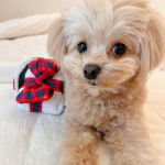 Photo d’un Pomapoo aux oreilles tombantes, allongé et qui regarde la caméra.