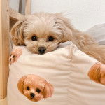 Un Pomapoo au pelage bicolore allongé pose sa tête sur un oreiller et fixe la caméra.