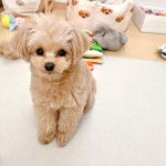 Un Pomapoo à la robe bicolore et aux oreilles tombantes assis et qui regarde la caméra.