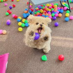 Photo d’un Pomapoo à la fourrure bicolore qui saute en ouvrant la gueule.