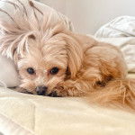 Photo d’un Pomapoo allongé, les oreilles tombantes et qui regarde la caméra.