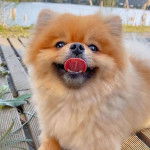 Un Pomapoo au pelage bicolore, allongé et léchant son museau, qui semble détendu.