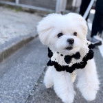 Un Pomapoo de pelage blanc marchant sur une route, portant un nœud noir autour du cou et étant tenu en laisse.