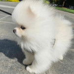 Un Pomapoo de pelage blanc, debout, porte un harnais et est tenu en laisse.