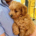 Photo d’un Pomapoo à la fourrure fauve dans les bras de son propriétaire et qui semble détendu.