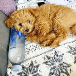 Un Pomapoo de pelage bicolore, qui pose sa tête sur une bouteille d’eau et regarde la caméra.