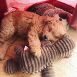 Un Pomapoo au pelage fauve, allongé sur une peluche, semblant dormir.