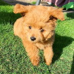 Un Pomapoo à la fourrure fauve et aux oreilles tombantes, allongé sur un tapis en gazon et semblant détendu.