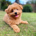 Un Pomapoo de pelage bicolore, allongé sur une surface gazonnée, la langue légèrement pendante et qui regarde la caméra.