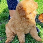 Photo d’un Pomapoo bicolore assis sur une surface gazonnée, qui semble détendu.