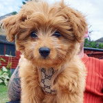  Un Pomapoo bicolore, portant un harnais et tenu par son propriétaire.