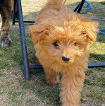 Photo d’un Pomapoo bicolore aux oreilles tombantes qui marche sur une pelouse