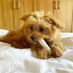 Un Pomapoo bicolore aux oreilles tombantes, allongé en tenant un objet dans sa gueule.