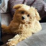  Photo d’un Pomapoo au pelage bicolore allongé sur un canapé et qui regarde la caméra.