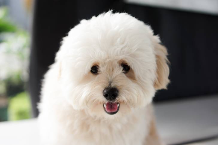 Un gros plan d’un Pomapoo au pelage frisé blanc