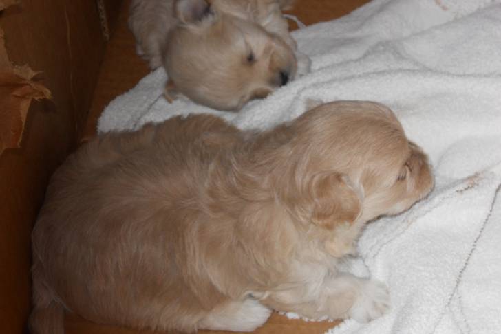 Deux chiots Pomapoo au pelage beige, allongés sur une serviette blanche