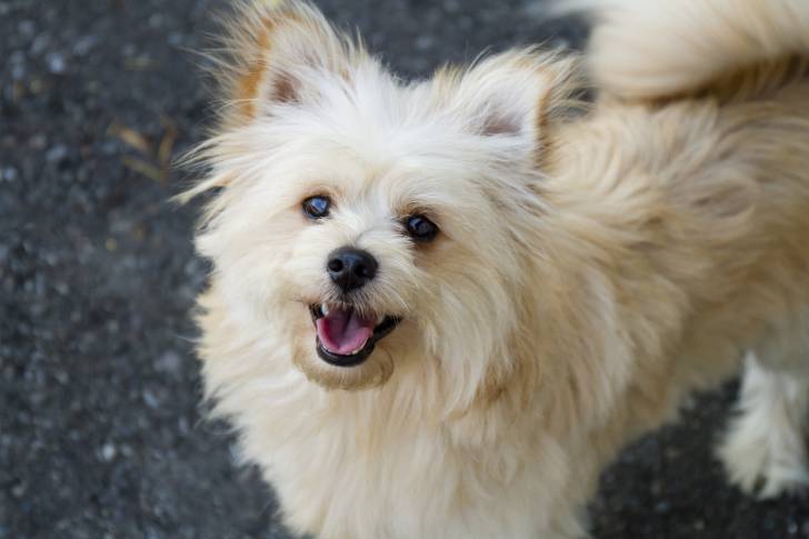 Un Pomapoo au pelage beige, se tenant debout sur une route