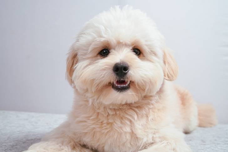 Un Pomapoo au pelage frisé blanc, se tenant allongé sur une couverture