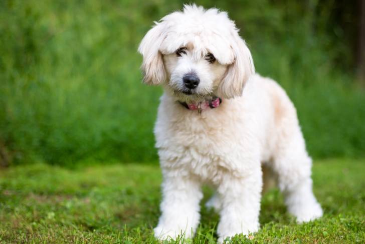 Un Pomapoo au pelage frisé blanc, se tenant debout dans un jardin