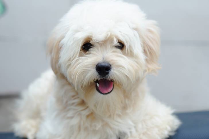 Un Pomapoo au pelage frisé blanc, allongé sur une couverture bleue