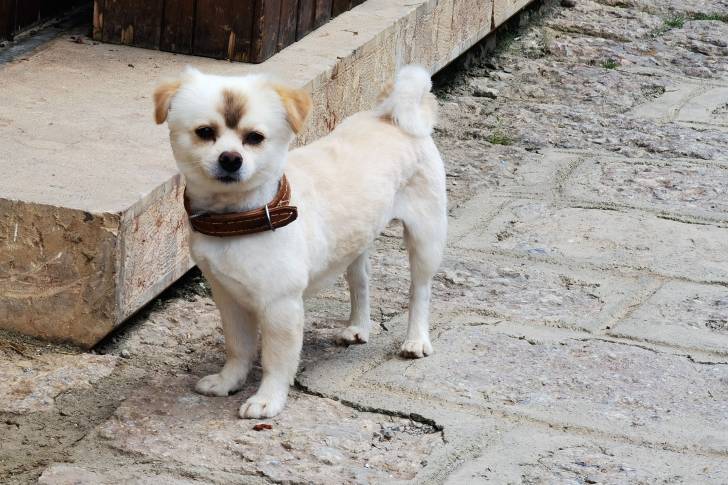 Un Pomapoo au pelage beige, ayant une tache brune entre les yeux, portant un collier en cuir