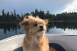 Un Pomapoo au pelage beige, se tenant assis sur un bateau