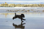 Un Schnoodle au pelage noir, courant sur la plage