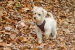 Un Schnoodle au pelage abricot, marchant sur des feuilles mortes