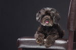 Un Schnoodle au pelage brun ondulé, se tenant assis sur une chaise en cuir 