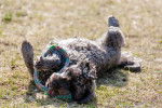 Un Schnoodle au pelage gris, jouant avec une corde sur de l’herbe 