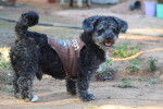 Un Schnoodle au pelage gris, portant un manteau marron, se tenant debout dans un jardin