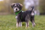 Un chiot Schnoodle au pelage gris et blanc, se tenant debout sur de l’herbe