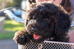 Un chiot Schnoodle au pelage brun, se tenant assis dans un panier en fer