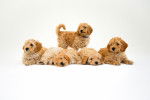 Six chiots Schnoodle au pelage abricot, sur un fond blanc