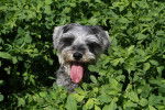 Un Schnoodle au pelage gris se cachant entre des feuilles, dans un jardin